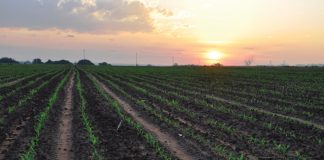 Elke pit ’n belegging in uiteindelike opbrengs