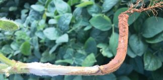 Sclerotinia research: then and now