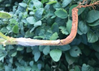 Sclerotinia research: then and now
