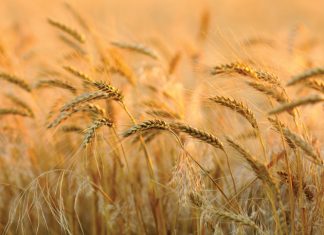 Koring op koers vir ’n goeie oes