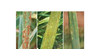 Keeping an eye on increasing wheat rust incursions