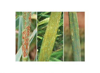 Keeping an eye on increasing wheat rust incursions