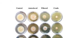 Nematodes as potential biofungicide for Fusarium head blight