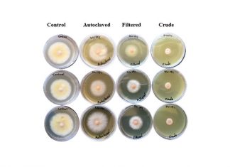 Nematodes as potential biofungicide for Fusarium head blight