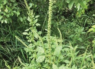 Palmer amarant en die cara-wet