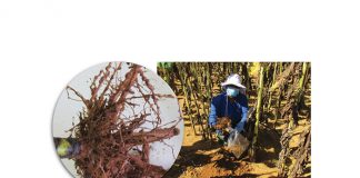 Nematodes – a semi-commercial farmer’s microscopic enemy