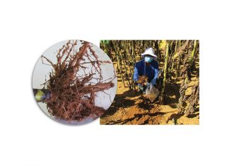 Nematodes – a semi-commercial farmer’s microscopic enemy