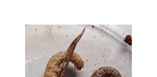 Climatic conditions can impact false armyworm outbreaks
