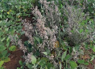 Kombinasie van metodes nodig om onkruid te beheer