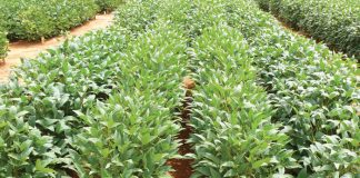 Riglyne vir produsente wat eerste keer sojabone plant