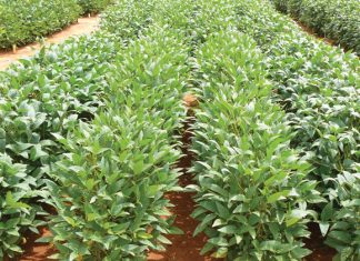 Riglyne vir produsente wat eerste keer sojabone plant
