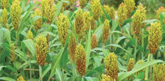 Proewe bevorder volhoubaarheid van sorghum