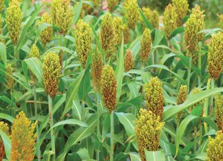 Proewe bevorder volhoubaarheid van sorghum