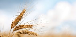 Dié kultivars beskikbaar vir koring en sojabone