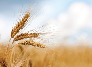 Dié kultivars beskikbaar vir koring en sojabone