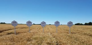 Several highlights for irrigated wheat breeding in 2020