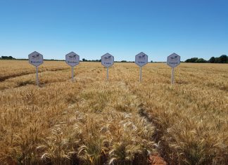 Several highlights for irrigated wheat breeding in 2020