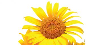 Laer olie-inhoud pootjie plaaslike sonneblombedryf