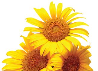 Laer olie-inhoud pootjie plaaslike sonneblombedryf