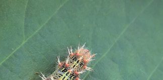 Be on alert for these insect pests