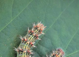 Be on alert for these insect pests