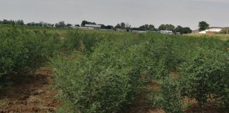 Indigenous crops can help with food security