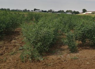 Indigenous crops can help with food security