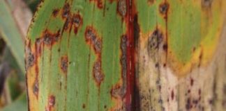 ARC evaluates sorghum cultivars
