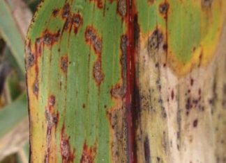 ARC evaluates sorghum cultivars