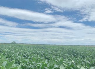 First new biotech for soybeans in 20 years