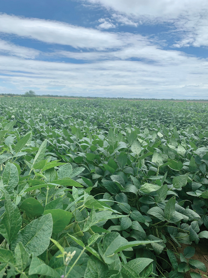 First new biotech for soybeans in 20 years