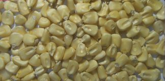 Maize discolouration and water damage – what is the impact on quality?