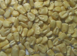 Maize discolouration and water damage – what is the impact on quality?