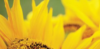 Fertilisation and planting date impact yields