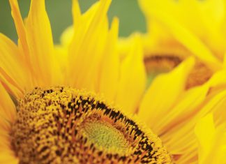 Fertilisation and planting date impact yields