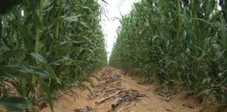 Klimaatsverandering: Kan dekgewasse impak versag?