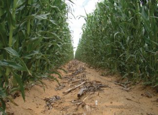 Klimaatsverandering: Kan dekgewasse impak versag?