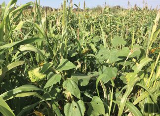 Oorweeg dekgewasse vir somersaai-dele ook