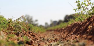 Somerdekgewasse sorg vir beter grond én diversifikasie
