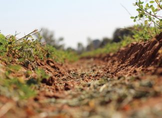Somerdekgewasse sorg vir beter grond én diversifikasie