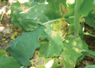 Swartstam by kanola – agtergrond en siekteverloop