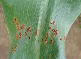 Blaarsiektes: Wat hou die nuwe seisoen in?