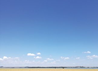 Hoe staan sake met uitloopweerstand by koring?