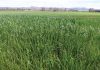 Barley: significant increase in herbicide resistance found