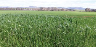 Barley: significant increase in herbicide resistance found