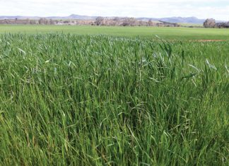 Barley: significant increase in herbicide resistance found