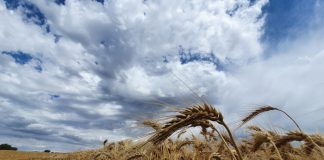 Quality of local and imported wheat examined