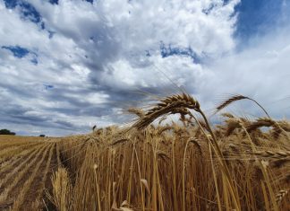 Quality of local and imported wheat examined