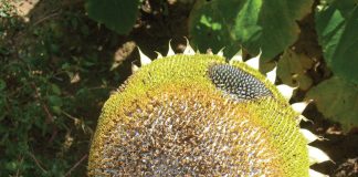 Sclerotinia alert: Is 2022 a good year for an outbreak?