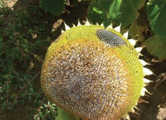 Sclerotinia alert: Is 2022 a good year for an outbreak?